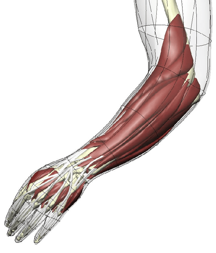 Hand Anatomy: Extrensic muscles