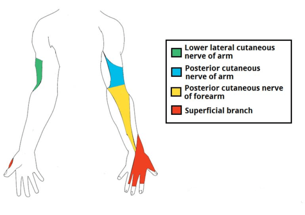 Physiolair/ Brachial Plexus (C5-T1) Upper Limb Innervation