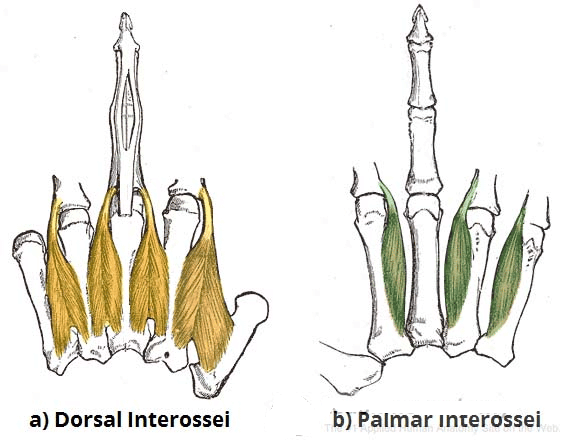 Dorsal and Palmar Interossei Muscles