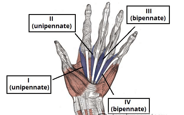 Four lumbricals in the hand