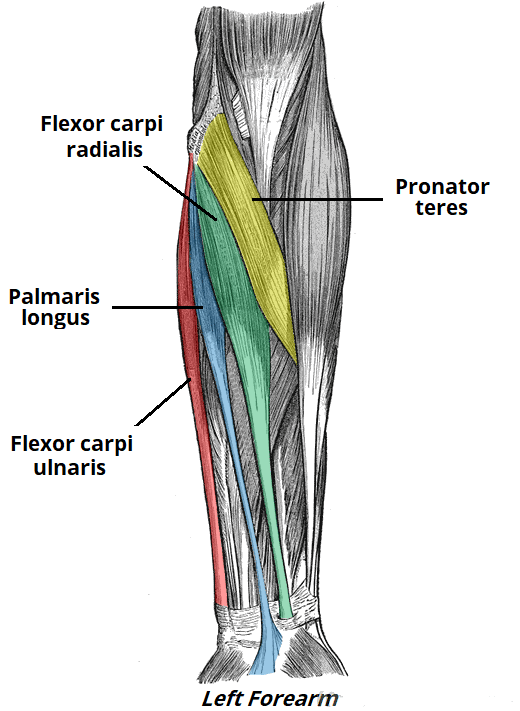 The Superficial muscles in the anterior compartment of the hand