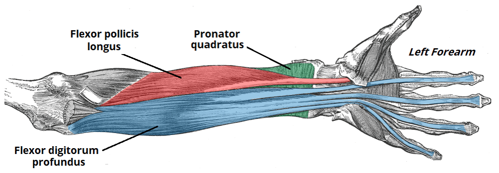 The Deep muscles in the anterior compartment of the hand