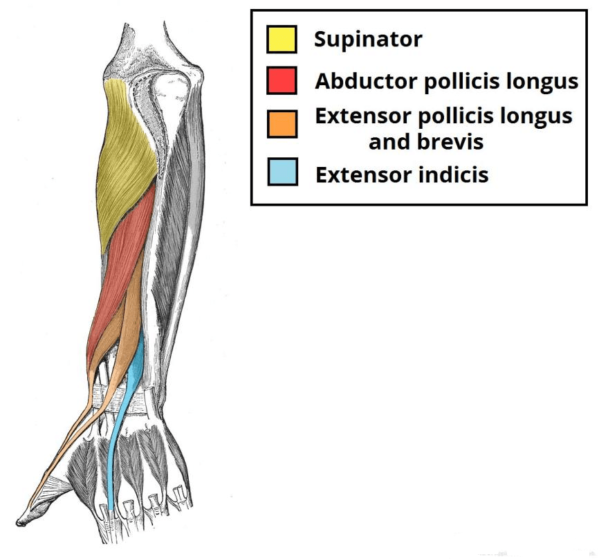 The Deep muscles in the  posterior compartment of the hand