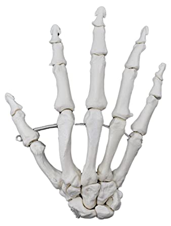 Hand Anatomy Bones Joints and Ligaments