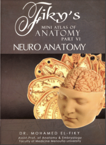 neuroanatomy